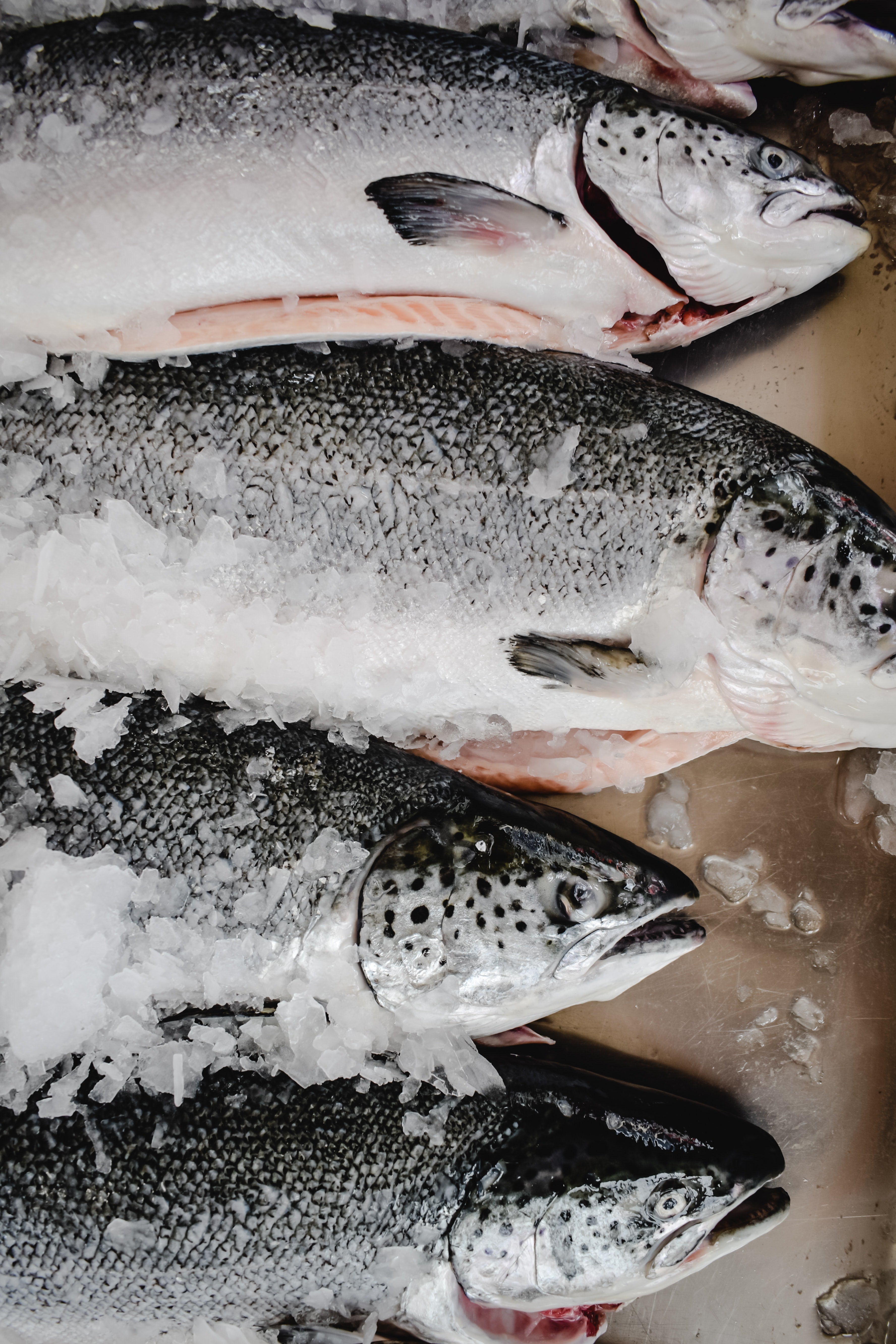 Top 5 Reasons to Buy Seafood Online